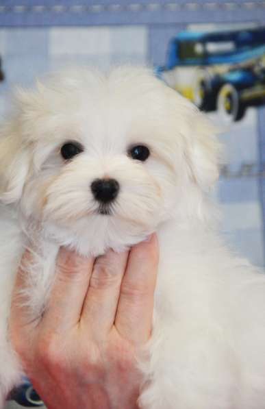 Щенок мальтезе- мини мальчик в Москве фото 6
