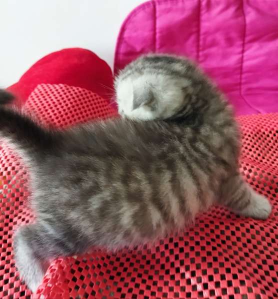 Котята шотландские Скоттиш фолд и страйт в