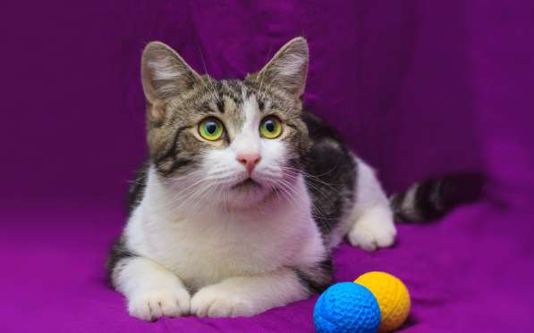 Котенок в добрые руки. Тошка-добрая душа в Москве фото 19