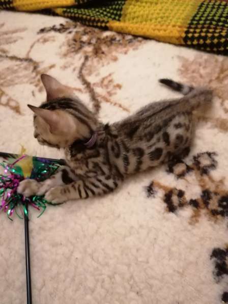 Котята в фото 6