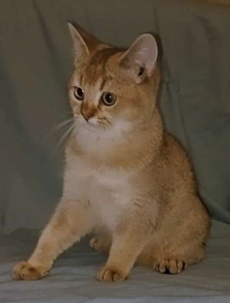 Скоттиш страйт. Золотая шиншилла в фото 4
