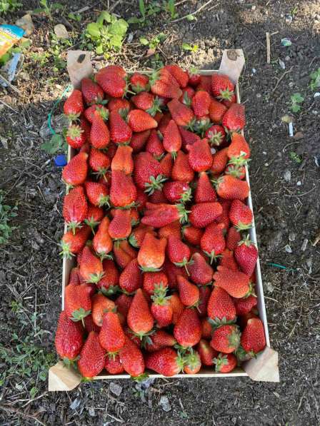 Сезонные фрукты ягоды овощи в фото 4