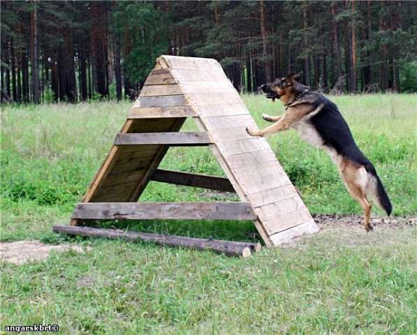 Дрессировка собак всех пород в Иркутске фото 4