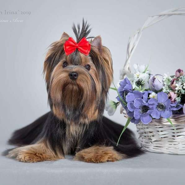 For sale girl Yorkshire Terrier в Ижевске фото 4