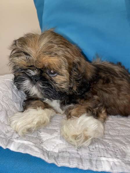 Щенки ши-тцу в Санкт-Петербурге фото 10