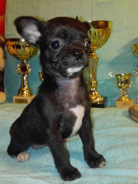 Щенок Чихуахуа ШОУ класса в Санкт-Петербурге фото 3