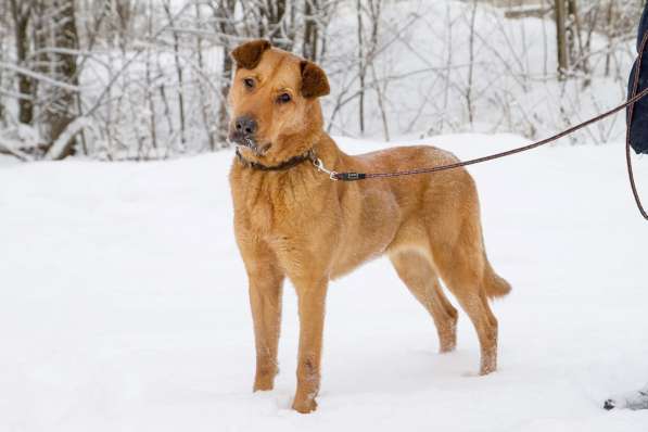 Ксюха ищет дом! в Санкт-Петербурге