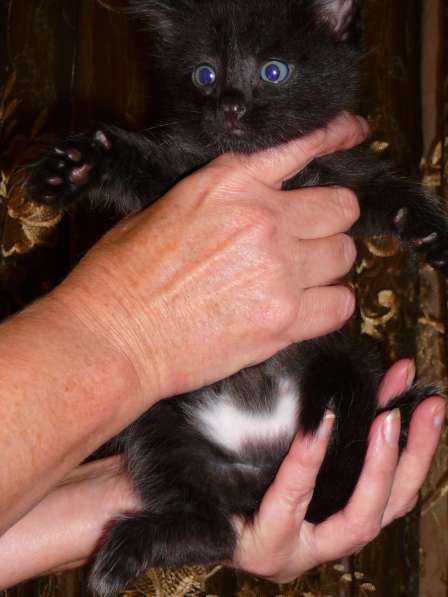 Отдам в хорошие руки котят, возраст 1 месяц 7 дней в Новокузнецке фото 5