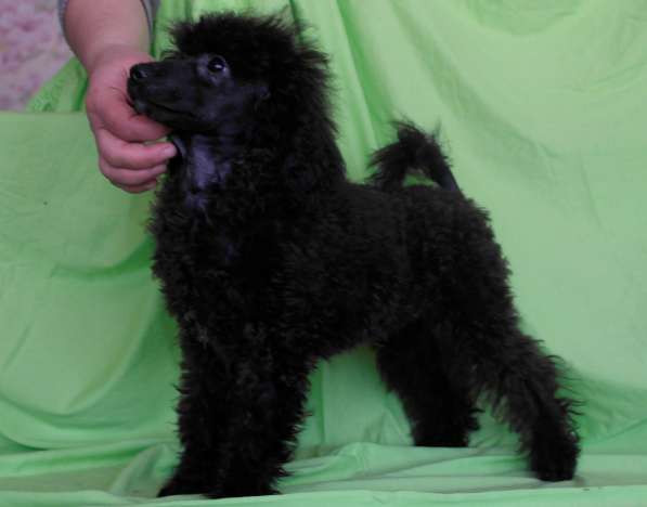 Той- Пудель девочка