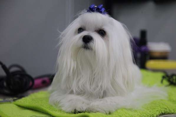 Малыши МАЛЬТЕЗЕ (мальтийская болонка) в Серпухове фото 8