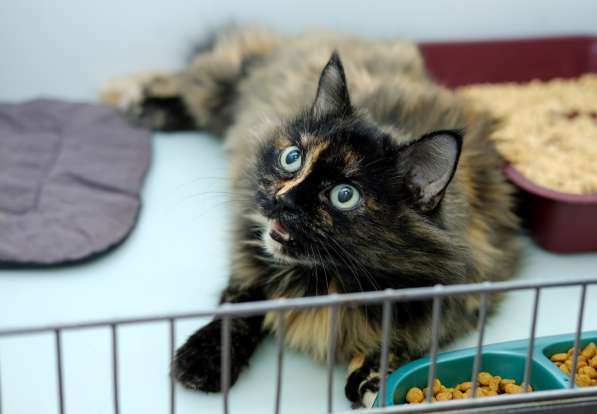 Очаровательная Бэллатриса в поисках лучшей судьбы в Москве фото 3