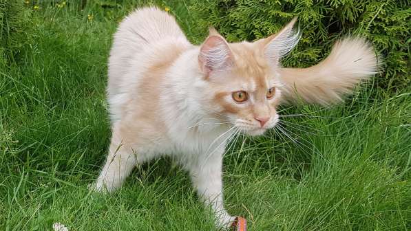 Продаётся красная девочка мейн-кун в Санкт-Петербурге фото 27