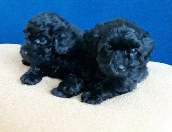 Той пудель в фото 6