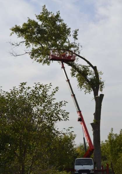 Удаление Опасных Аварийных Проблемных Деревьев