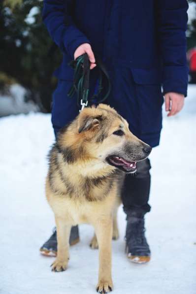 Молодая пушистая красавица Лиза ищет семью! в Москве фото 4