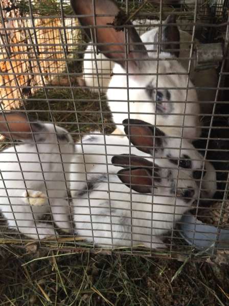 Кролики в Звенигороде