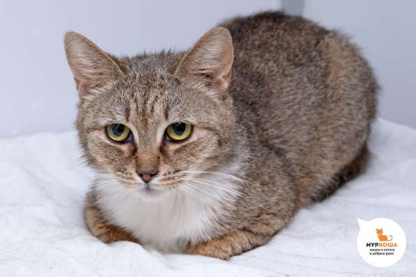 Кошка Невада в Москве фото 4