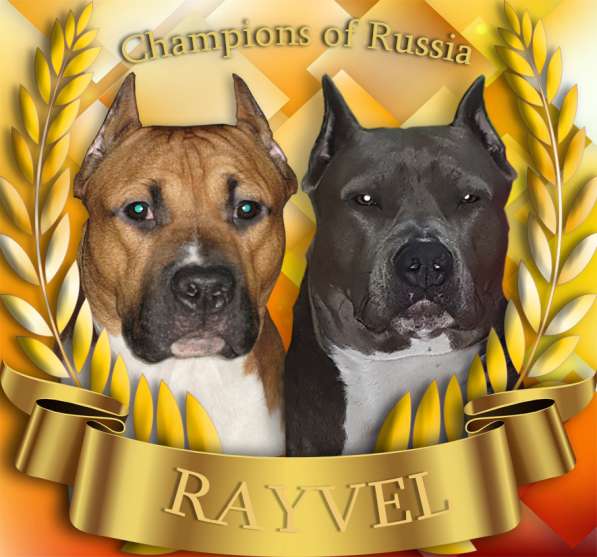 Щенки амстаффа в Москве фото 22