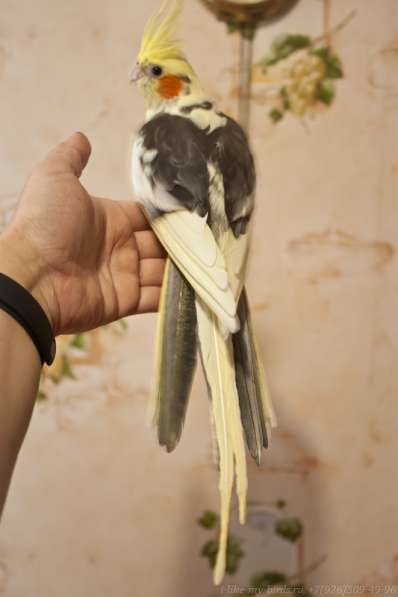 Попугай корелла. Взрослые ручные самцы в Москве фото 7