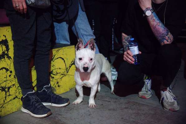 Маленькая умная собачка ищет дом в Санкт-Петербурге фото 15