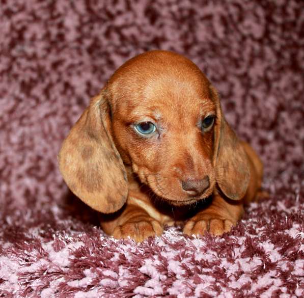 Девочка миниатюрной таксы в Москве фото 7