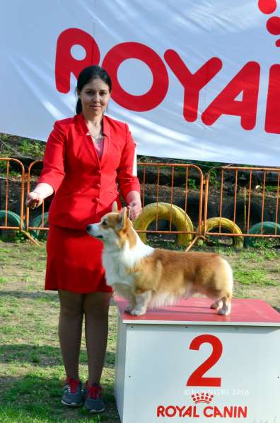 Предлагаю услуги дрессировки собак и подготовки к выставкам в Таганроге фото 6