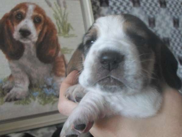 Щенки Бассет-хаунд в Армавире фото 69