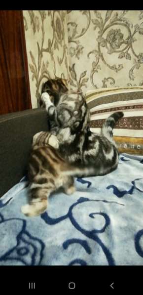 Мраморные котята в фото 15