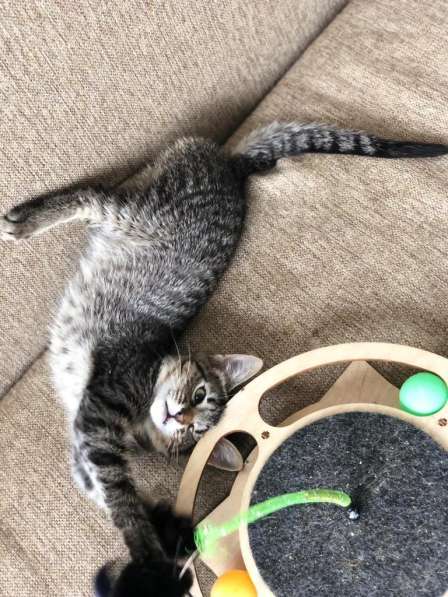 Мурлыка-котенок с дефектом глазика очень ищет дом в Санкт-Петербурге фото 43