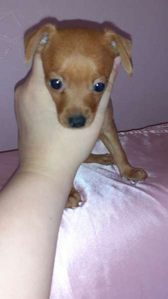 Той терьер щенки в Москве фото 7