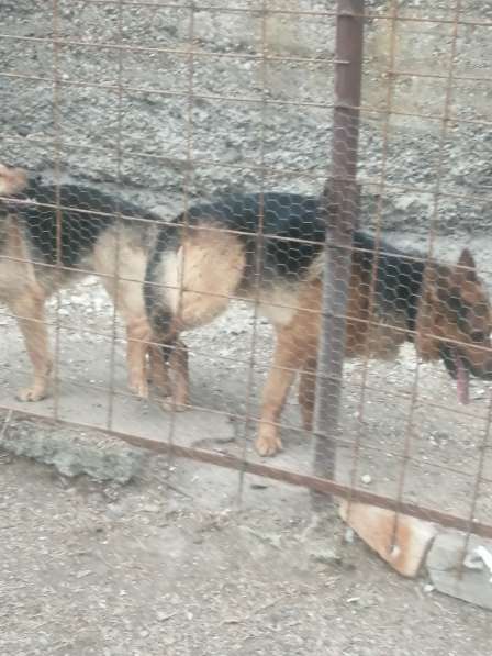 Продаётся немецкая афчарка беременная на днях родит