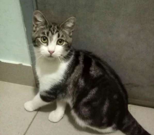 Котенок в добрые руки. Тошка-добрая душа в Москве фото 21