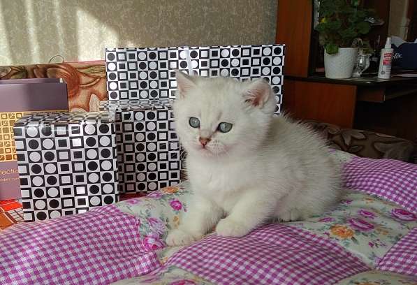 Британские котята в Санкт-Петербурге фото 10