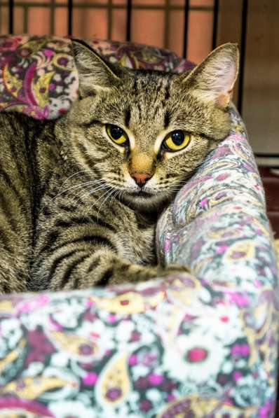 Почему судьба так жестока к Телле в Москве