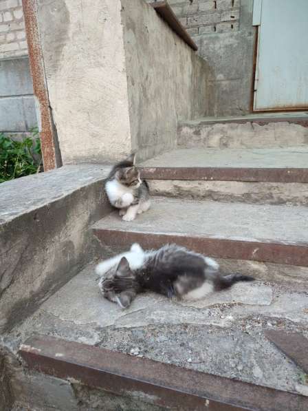 Милые котята в добрые руки в Воронеже фото 5