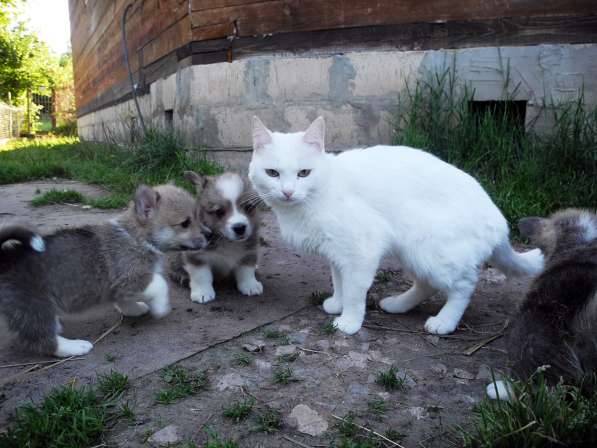 Щенки Вельш Корги Пемброк в Москве фото 16