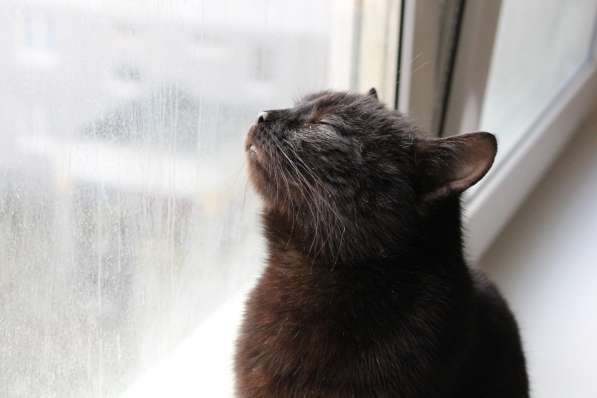 Черная зеленоглазая кошка Зара в фото 4