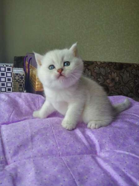 Британские котята в Санкт-Петербурге фото 11