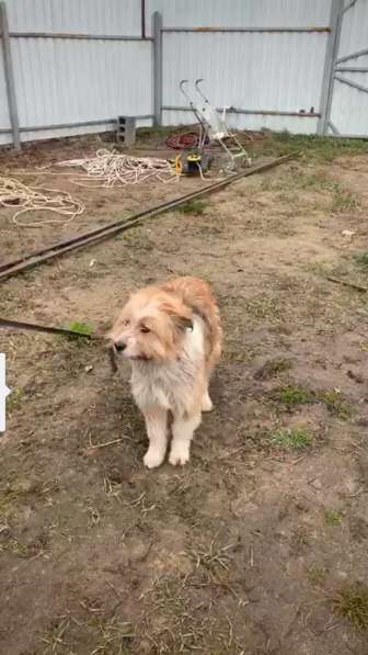 Чарлик хочет домой в Москве фото 7