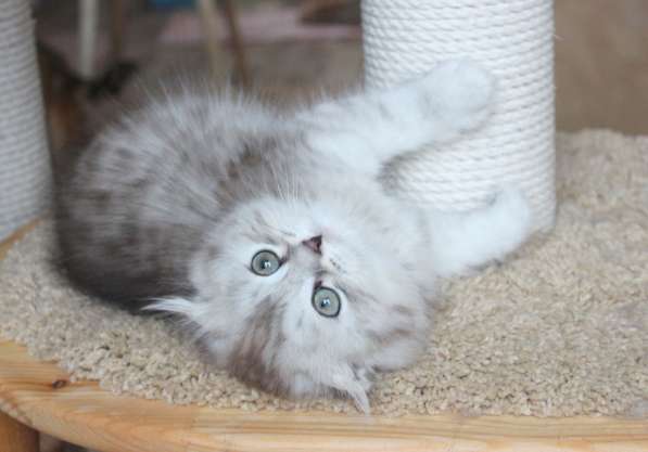 Ласковый котик от родителей с родословными в Санкт-Петербурге