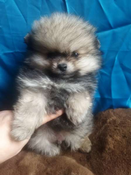 Pomeranian spitz. Mini boy в 