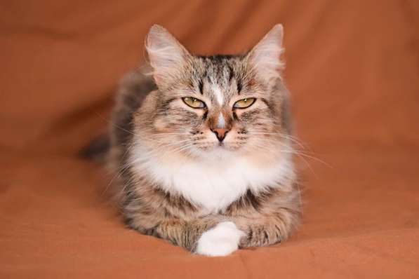 Пушистая молодая кошечка Джина в дар в Москве фото 8