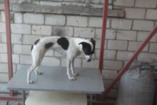 Собаки потеряшки в Волгограде фото 5