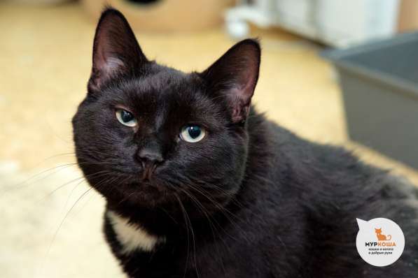 Настоящий мужчина ищет верного друга в Москве