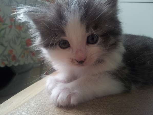 Котенок в Москве фото 8