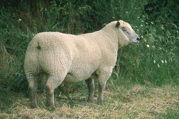 Племенные овцы породы Вандейская (из Европы класса Элита)