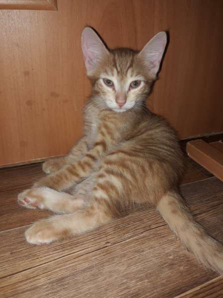 Котята (Рыжики и Черныш) в Самаре фото 47