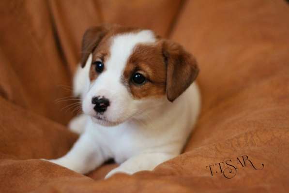 Щенки Джек Рассел терьер с родословной в Москве