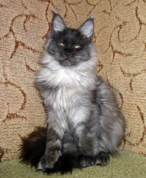 Апельсинки к Новому Году в Рязани фото 110