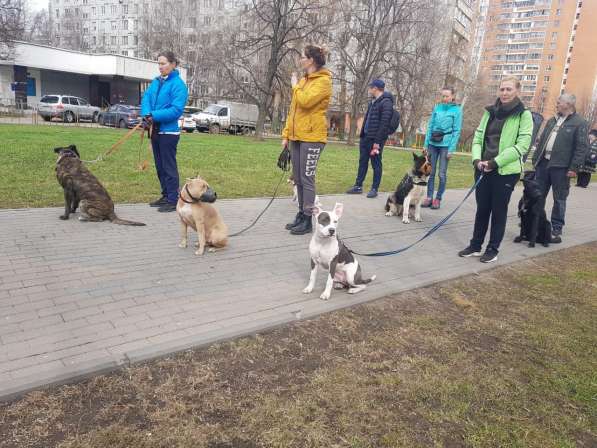 Дрессировка собак и щенков любых возрастов в Москве
